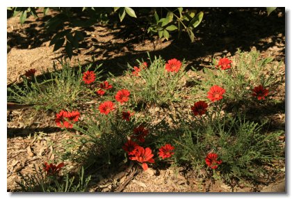 Aboretum (15)   Gazania Copper King